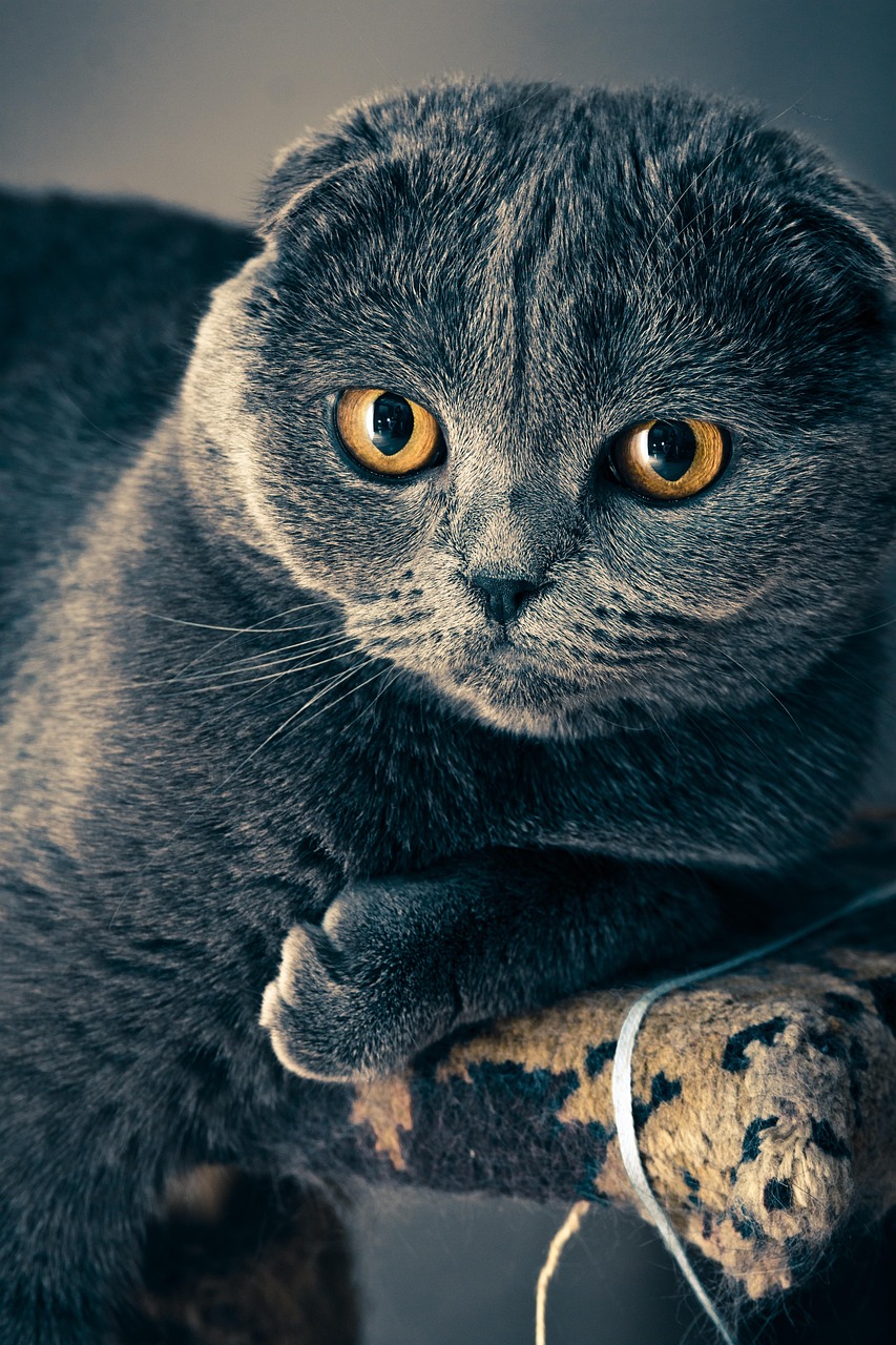 Kedi için aycat — Jetgo Market adet/ölçü kartı
