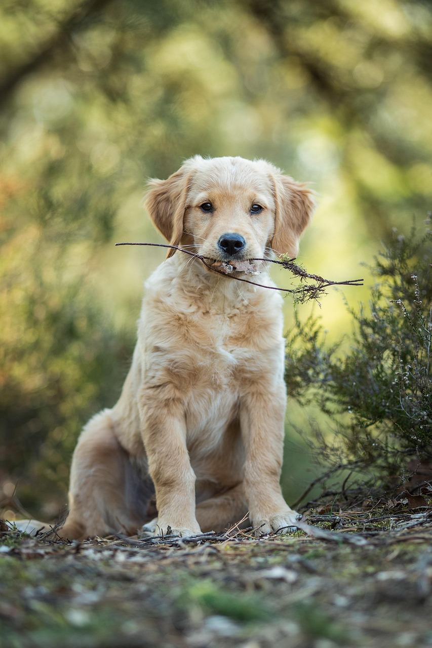 Köpek için aycat — Jetgo Market adet/ölçü kartı